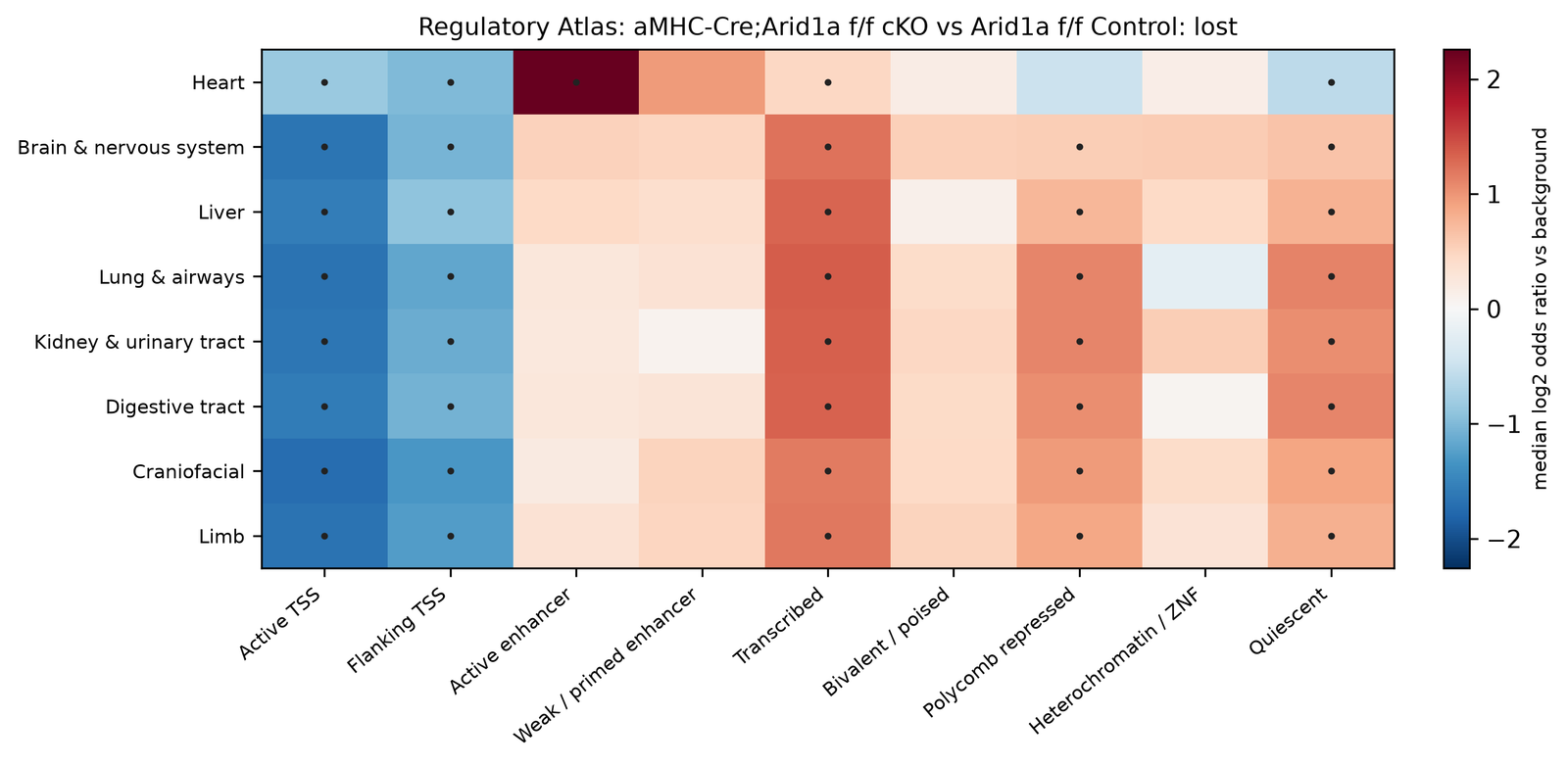 A heatmap with eight tissue groups as rows (Heart, Brain and nervous system, Liver, Lung and airways, Kidney and urinary tract, Digestive tract, Craniofacial, Limb) and nine state groups as columns. The Heart row has a dark red cell for Active enhancer (about +2.3) and light blue cells for Active TSS and Flanking TSS. In all other rows, Active TSS and Flanking TSS are blue, and Transcribed, Polycomb repressed and Quiescent are red (about +0.6 to +1.4). Dots mark most cells in the TSS, Transcribed, Polycomb repressed and Quiescent columns and the heart Active enhancer cell.